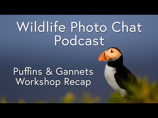 Wildlife Photo Chat Video Podcast - Puffins and Gannets Photo Workshop Recap