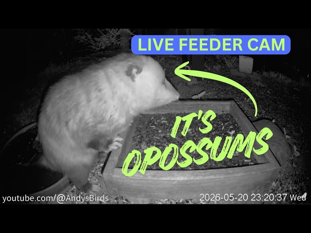 🔴 Ground Cam Night Wildlife - Michigan Backyard Feeder (Raccoons, Opossums, Night Visitors)
