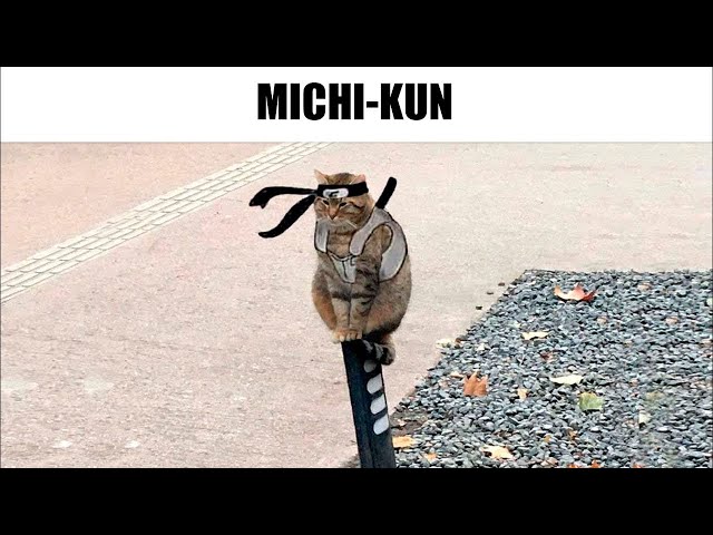 1 HORA DE MEMES RANDOM #300