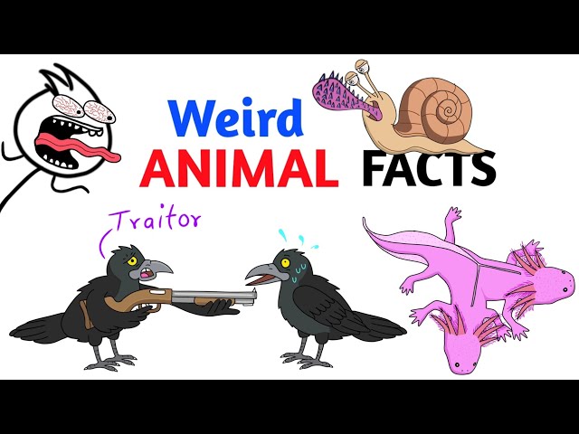 Weird Animal Facts You Never Knew - Part 1