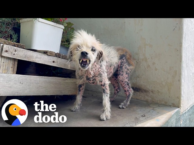 Rescuers Keep Coming Back For This Very Spicy Senior Dog | The Dodo