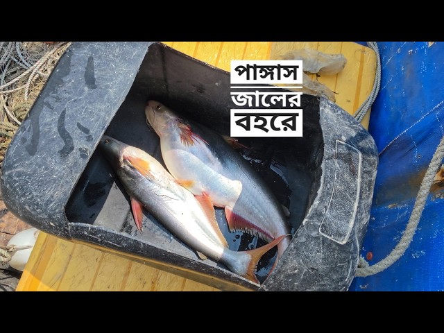 পাঙ্গাস জালের বহরে | সিজন ৪১ | পর্ব ০৮ | Belayet Sarder | Mohsin ul Hakim