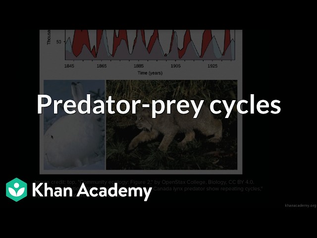 Predator-prey cycles | Grade 12 | Biology | NCERT | Khan Academy (IN accent)
